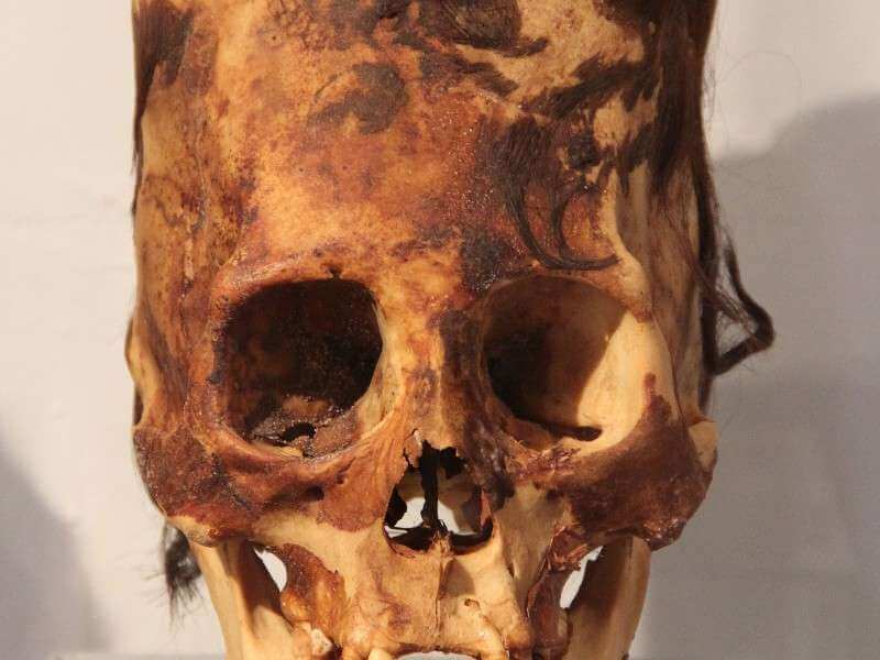 Paracas Skull