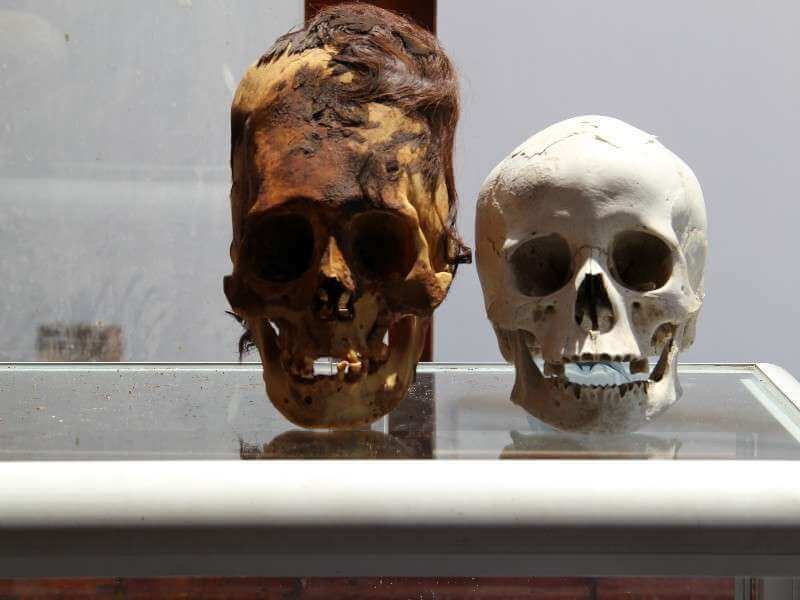 Paracus Skull vs. Norman Human Skull